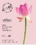 Саше Spring "Lotus", Aroma Harmony (24шт) УТ-00016130